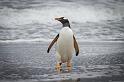 034 Falklandeilanden, Sea Lion Island, ezelspinguin
